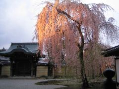 桜の京都　その２　