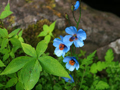 インド最奥の地・花の谷への旅 0・・旅いつまでも