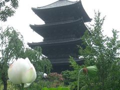 7月の東寺弘法市はハスがきれい