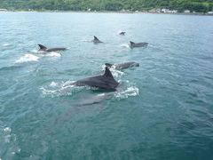 熊本県訪問記２ ｢天然の癒し、イルカウォッチング｣天草湾のイルカたち