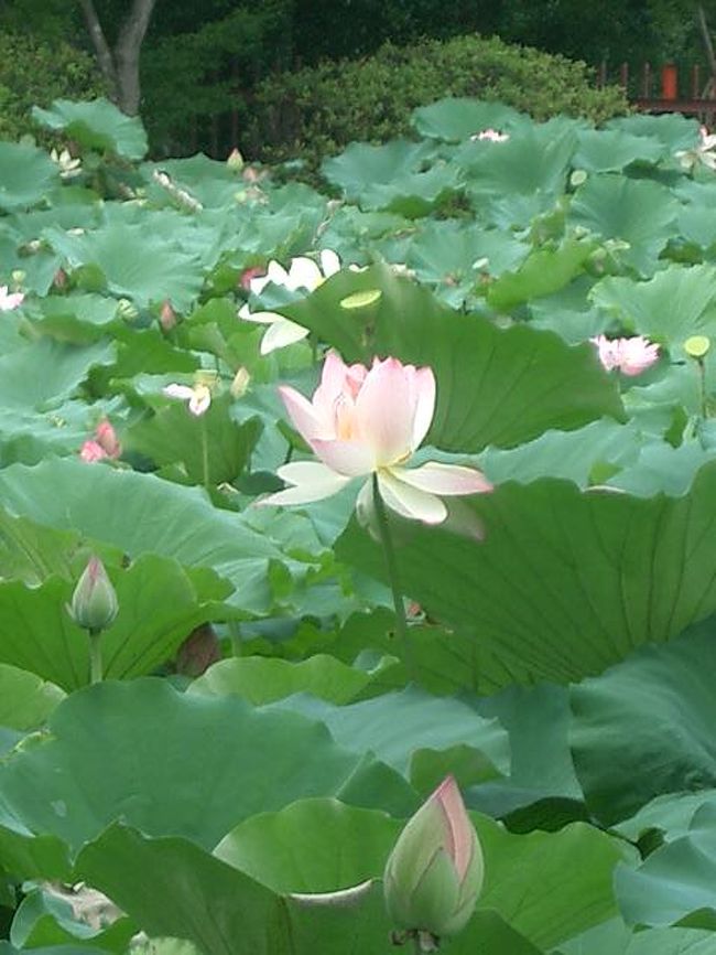 天龍寺の蓮。比較的大きな池に見事に咲いていました。