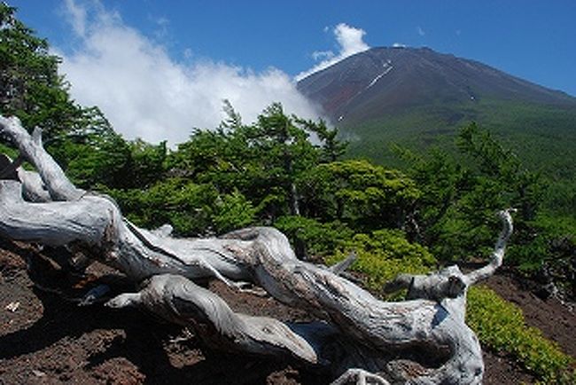 海の日の２１日に富士山の奥庭からお中道を<br />歩いた。海の日は晴れる事になっているようだが、<br />週間天気予報の心配も無く涼しい富士奥庭ハイキングとなった。<br /><br /> 富士山の夏姿です。<br />　<br /><br />