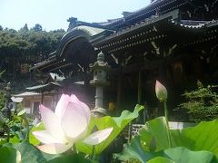 三室戸寺の紫陽花（あじさい）と蓮（ハス）の花