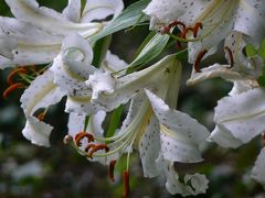 Nature Garden ～2008夏～