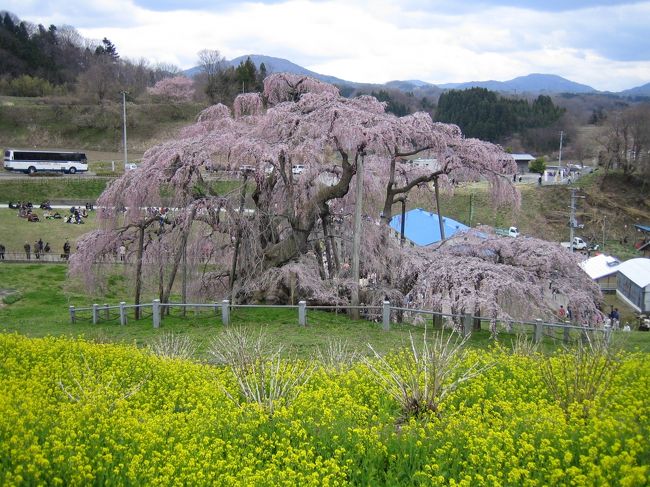 三春の滝桜と会津城
