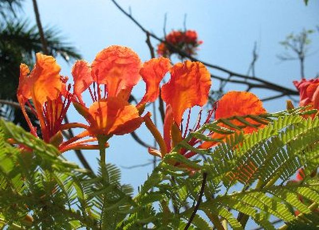 暑いアカプルコで見たお花は少しでした。<br />ホウオウボク(鳳凰木)が燃える様な花色でメキシコだ〜の花でした。<br />お土産やさんで見た洋服も華やかでした。<br />