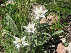 ２００８年スイスハイキング　?シュバルツゼー～フーリ迄のハイキングで見られた高山植物