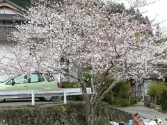 早咲き桜を求めて，九州横断バスツアー