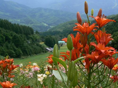 ゆりゆり  道の駅 シマエナガバージョンピンズ 12ヶ所 道の駅ピンズ、ノーマル、シルバー（低確率）にプラスして、数量