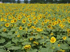 ［08］河北潟干拓地の「ひまわり村」