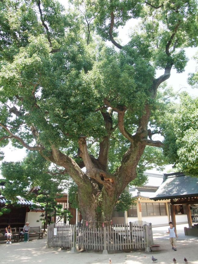 大阪住吉区のあびこ観音の巨木。 <br />（吾彦山 大聖観音寺｛あびこさん　たいしょうかんのんじ｝) <br /><br />最高に空気きれい神社である。 <br /><br />きれいな空気が流れ、こころを落ち着かせてくれる。 <br /><br />ここに、樹齢700年の保存樹の楠と巨樹の楠がある。 <br /><br /><br />是非ともこのすばらしい樹木を見て頂きたい。もし我孫子に来る用事があれば <br />お勧めの樹木です。 <br /><br />この空気味わって頂きたい <br /><br />場所：大阪市住吉区我孫子4-1-20