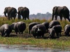 Chobe Safari　