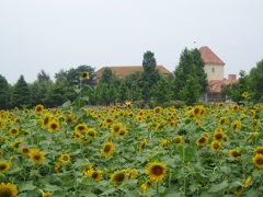 ひまわり畑のブルーメの丘に