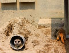 岡崎ぷらぷらカメラ★2008　01【岡崎市東公園動物園編】　