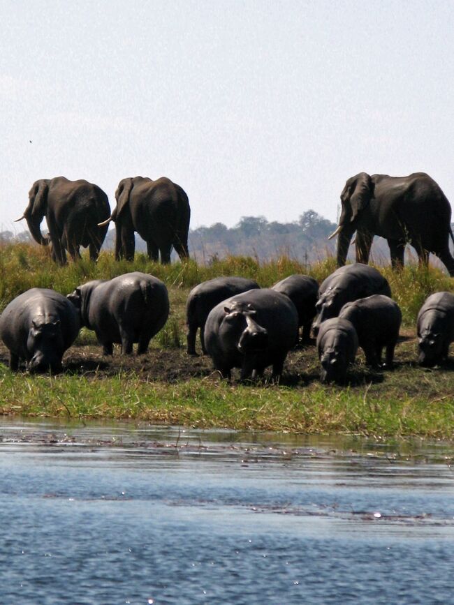チョベ国立公園はボツワナの北東部、ザンビア・ジンバブエ国境のビクトリア滝から車で約２時間位です。<br />ゾウの生息数が世界一といわれていて、その数およそ７万頭。アフリカの中でも最もゾウの大群に出会える可能性の高い場所のひとつ。<br />チョベ川に面していて、ジャングルとサバンナが広がり、ボートでワニやカバなども多く見られ、サバンナでのサファリカーもオープンカーになっていて、ダイレクトに動物を見ることがきました♪<br />