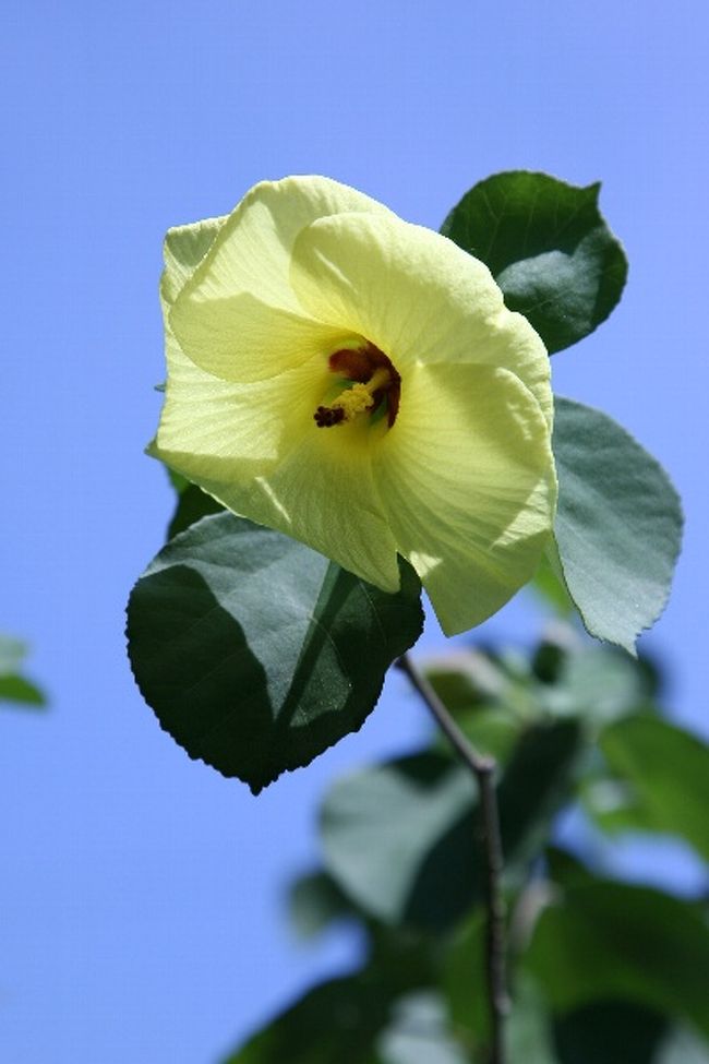 庭の片隅で 0807 夏咲く草花 花木類 尾張旭 日進 愛知県 の旅行記 ブログ By シベックさん フォートラベル