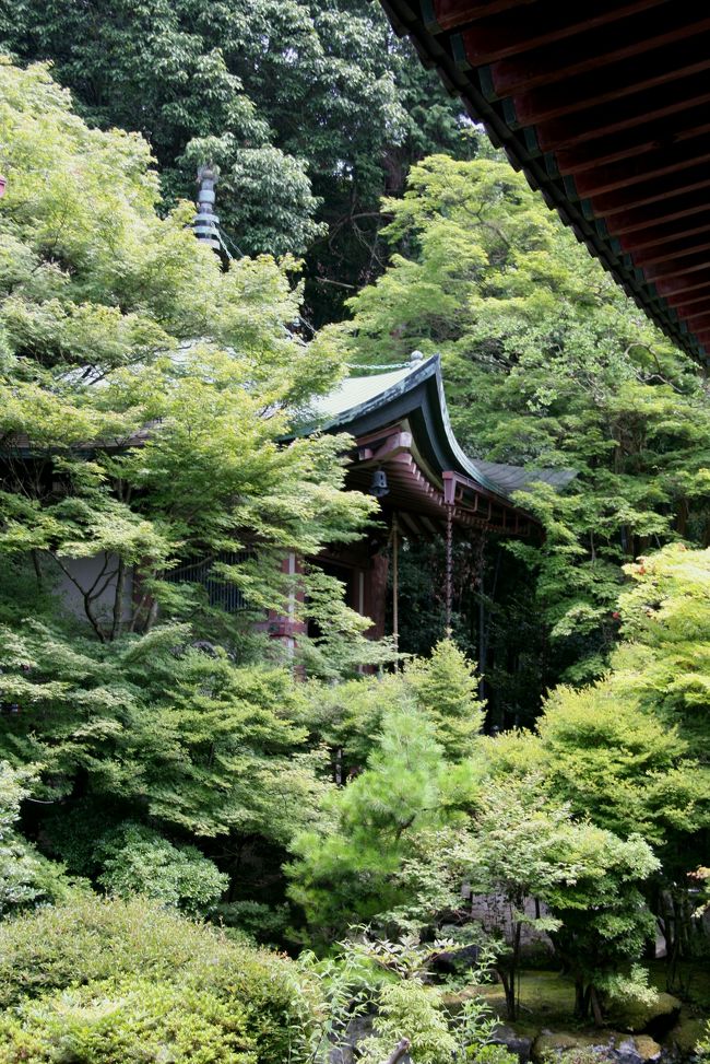 洛東山科の毘沙門堂を訪ねました。<br />ここは春の桜、秋の紅葉が美しいですが、天井龍や襖絵も一見の価値があります。<br />この時季は、拝観者も少なく、親切に襖絵などの説明をしていただきました。<br />また、季節を変えて、訪ねたいものです。<br />この後、地下鉄東西線で小野まで移動、勧修寺の蓮を愛でて来ました。