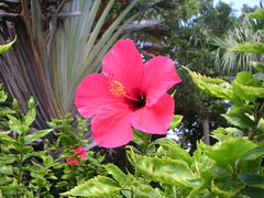 鹿児島//奄美大島