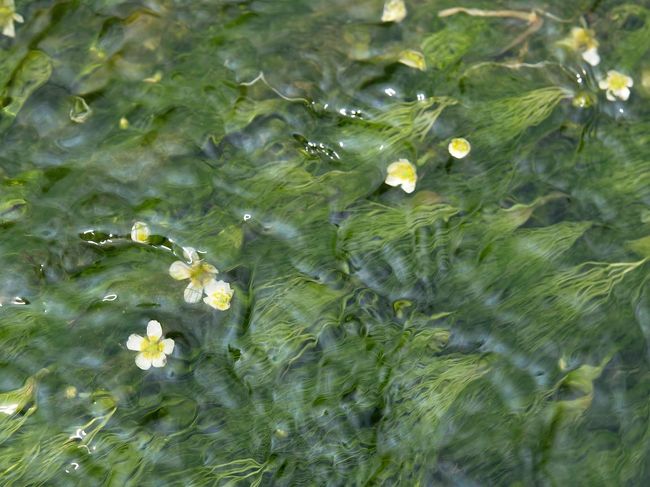 兵庫県多可町で梅花藻が咲いているらしいと知り出かけました。梅花藻というと滋賀県の醒ヶ井が有名ですが調べてみると兵庫県でも何箇所か群生地があるようです。その中で有名なのが多可町加美区の梅花藻です。残念ながらタイミングを逸したようで、咲き誇っている、という状態ではありませんでしたが、かわいらしい白い花を咲かせていました。<br /><br />多可町加美区はほかに岩座神（いさりがみ）地区の棚田や宮内庁御用達の和紙・杉原紙などが知られています。棚田は今回パスして、杉原紙研究所にも立ち寄りました。