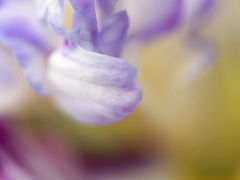 永沢寺（ようたくじ）花しょうぶ園。花菖蒲の宇宙に驚異なる自然の造形美。。。とカッコつけて書いたものの、花弁が「ちゃーみんグー」に見えて仕方ない。。　/　兵庫県三田市