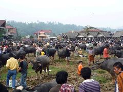 インドネシアお蔵出し 温泉と棚田と牛と・・いろいろ