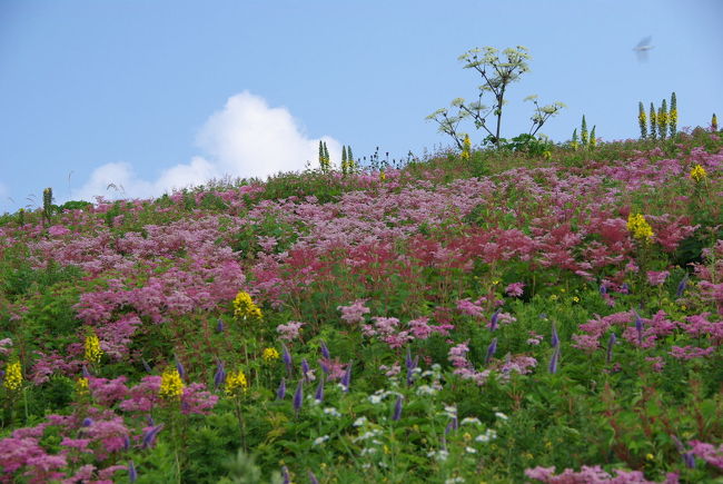 またまた伊吹山へ 青空のお花畑へ 米原 滋賀県 の旅行記 ブログ By Jyugonさん フォートラベル