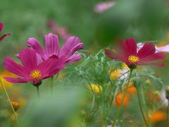 Floral Garden ANGE ～2008 灼夏～