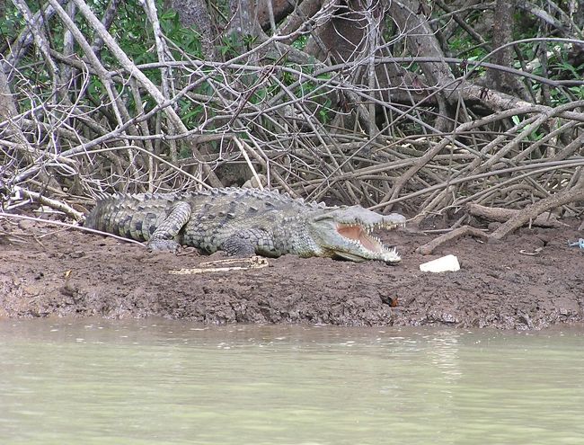 この旅行の観光メインであったパナマ運河を通り過ぎて、コスタリカのプンタレナスにやってきました。<br />このあたりは飛行機で来るにしても遠いところ。船でノンビリやってくるのが一番いいかもね。<br />この国は、現地ガイドも強調していたように、軍隊がないこと、教育が進んでいること、社会保障も進んでいることなどが知られているようです。<br />ここでの私達のツアーは小舟に乗って自然を見に行くものでした。ちょっとしたリバークルーズですね。ここでは日本の人たちの応募が多かったため、日本人だけのバスと船が用意されました。<br />パナマ運河をはじめ、日本から遠く離れたところでノンビリ旅行ができるなんて、まさに定年後の特権と言えるでしょうか。<br />でもね、カミさんに捨てられたらこんなこと言ってられないよね。気をつけなくっちゃ!! <br /><br />↓をクリックすると、プンタレナスの突堤の位置が表示されます(画像右上の「航空写真」に切り替えてご覧下さい)。<br />http://locapoint.com/OL4.GW7.ME3.BN2-puntakouta04514