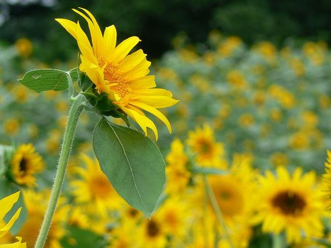 昨年は全滅で公開できなかった昭和記念公園のヒマワリ。確か害虫にやられたのでしたっけ。<br />今年は装いも新たに登場。今までとは全くコンセプトの違ったヒマワリ畑でした。<br />スタッフのみなさん、結構本気で育成したようですね。<br /><br />連続真夏日記録が中断し、３０℃に達しない過ごしやすい一日になりました。<br />日射しがほとんどないは残念ですが、公園散策にはベストコンディション。<br /><br />一面のヒマワリ畑が２ヶ所。どちらも見頃を迎えていました。<br />さすがに昭和記念公園。夏の盛りでも見所はちゃんと用意されていてハズレはないです。<br />もっとも、真夏日だったら全部見て歩くのは無理みたいです。