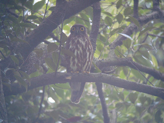 潮来にアオバズクが来ているというので、見てきました。<br /><br />表紙写真の鳥が、アオバズクです。