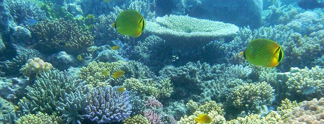 グレートバリアリーフ周辺 旅行 クチコミガイド フォートラベル オーストラリア The Great Barrier Reef グレートバリアリーフ周辺 旅行 クチコミガイド フォートラベル オーストラリア The Great Barrier Reef