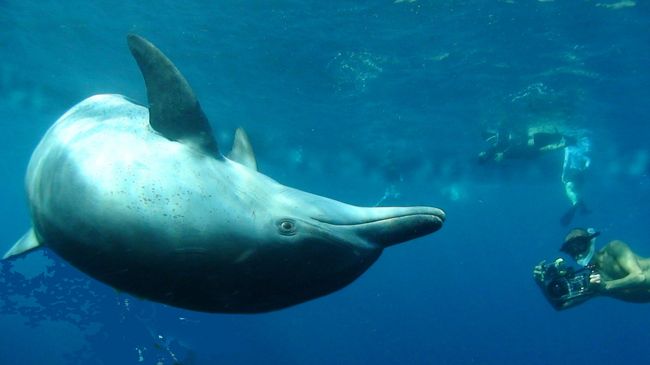 昨年に続き御蔵島　ドルフィンスイムを楽しんだ。<br />やっぱりイルカは速い。追い着きたいが体力が・・・。<br />肺活量が・・・。苦しいながらも、イルカの可愛い声と顔を見ると元気になる。必ずまた会いに来るよ！！