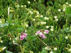 中央アルプスに咲く高山植物・・・?宝剣岳から木曽殿山荘までの縦走路に咲く花