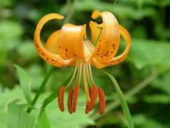 中央アルプスに咲く高山植物・・・?木曽殿山荘から菅の台に咲く花