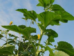 川越伊佐沼の蓮の花