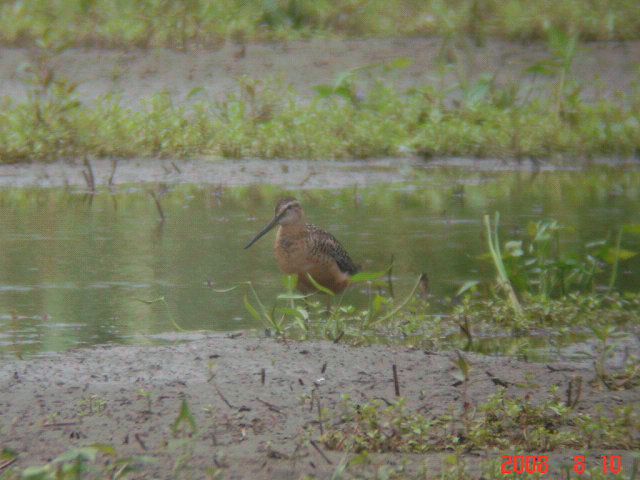 茨城県稲敷市でシギチドリ探鳥会があり、参加してきました。<br />懐かしい鳥仲間とお会いできました。ヾ(^o^)<br /><br />写真はオオハシシギの夏羽です。<br /><br /><br />※ 2015.02.02 位置情報修正