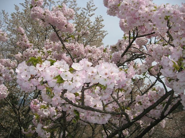 今回は奈良。吉野の桜と十津川温泉です。