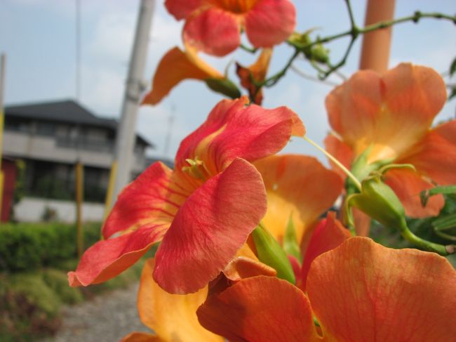 旧盆で親戚回り<br /><br />沢山の花たちに出会いました。