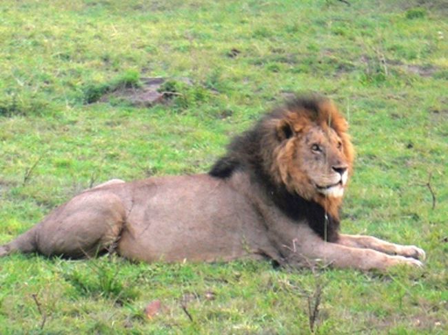 野生の動物に会いにケニアへ行って来ましたが、ケニア人もいい！私は、ケニアが大好きになりました。
