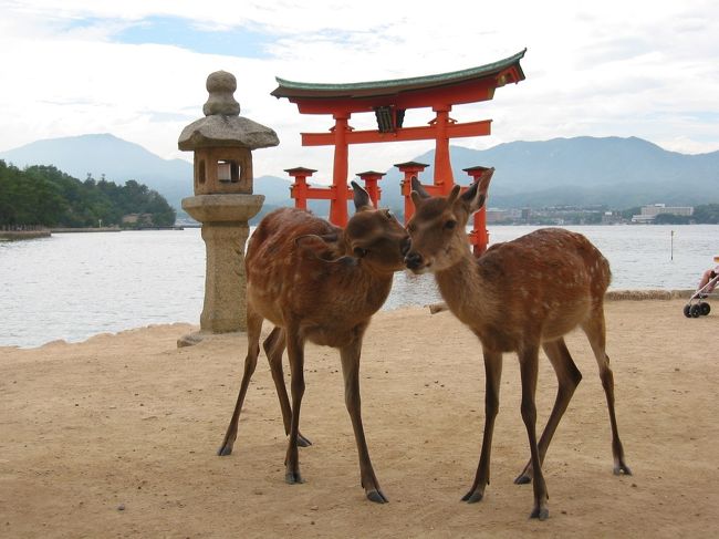 宮島へ渡り、厳島神社の参拝、シカにも挨拶（笑）