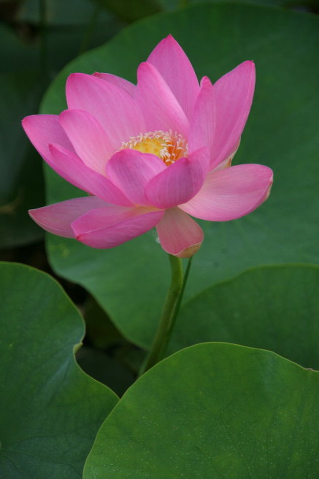 蓮の花に魅せられて 山梨県の旅行記 ブログ By そよ風さん フォートラベル 蓮の花に魅せられて 山梨県の旅行記 ブログ By そよ風さん フォートラベル