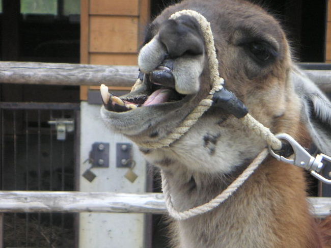 家族3代でとくしま動物園に行きました。<br />わたしの母親、わたし・いもうとたち、私の娘といった組み合わせ。<br />この写真集のみどころは、動物たちがかなりのんびり暮らしている所を写真に収めている所です。<br /><br />