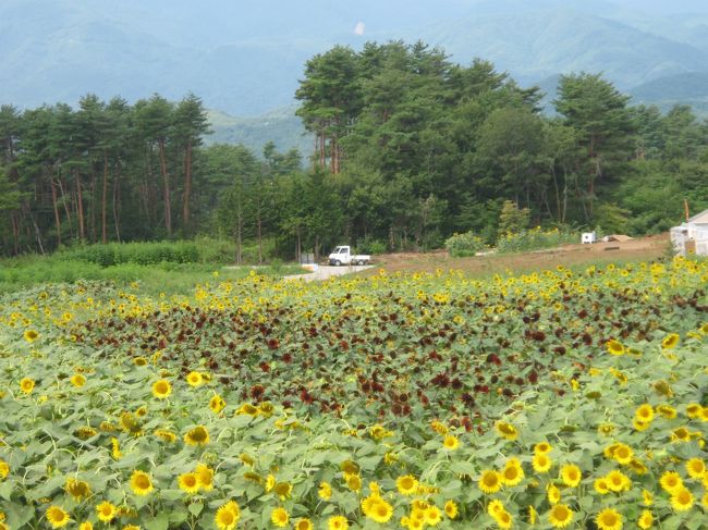 今年も明野のひまわりを見に行ってきました。<br />小ぶりな花が多かったけれど、ひまわり畑は素敵でした。<br />沢山の人が訪れていました。<br /><br />それから、ひまわり畑の正面にある「フラワーセンター・ハイジの村」へ。<br />ここはペット入場不可で、昨年入場できなかったところ。<br />今年は、うちのわんこはお留守番してもらいました。<br />夏で暑かったせいか、ちょっと花が少なかったかもしれません。<br /><br />帰りに昇仙峡でお蕎麦を食べて帰りました。<br />運転手が道を間違えたため、昇仙峡を見ずに帰りましたが・・<br />実家が山梨なので、いつでも行けますしね〜。