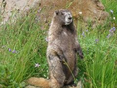 マウントレニエとオリンピック国立公園を歩く（５日目）