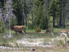ブラックサンドベイスン（Black Sand Basin）?