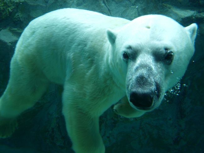 今、日本で一番人気があり何かと話題になっている、日本最北の旭山動物園に行って来ました。ここは園内のいたるところにある展示説明のＰＯＰ等、すべてスタッフの手作りによるもので、スタッフの思い入れが伝わってくるもので、動物の展示手法も独自の｢行動展示」と言って、動物たちが野生で暮らしている現場を再現して、そこでの生活スタイルを観客が見るというスタイルをとっています。空を飛ぶかのように自由に泳ぎ回るペンギンを、水中トンネルから見上げたり、円柱のトンネルを縦に泳ぎ抜けるアザラシの姿、目の前を泳ぐホッキョクグマの水中の姿、地上17メートルに張ったロープを伝って、悠々と移動するオランウータンの姿を下から見たりすることができる。豹を檻を隔てて数１０センチの距離で下から見上げたり、とにかくすごく近い距離で動物との一体の臨場感じさせる、他の動物園では見ることができない角度から、動物の姿を楽しむことができるんです。これは人気があるのも十分納得できますね。<br />先を急ぐ旅でなければ、１日中動物たちのそんな姿を眺めていても飽きることがないでしょうね。<br />