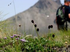 ロシア、カムチャッカ半島、アバチャ山麓へ花の写真撮影旅行