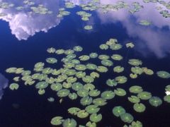 初秋　一人旅　尾瀬ヶ原を歩く 　その１