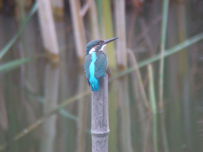 東京港野鳥公園に珍鳥シベリアオオハシシギが出ているという情報を頂き、見に行ってきました。ヾ(^o^)<br />表紙の写真は「空飛ぶ宝石」と言われるカワセミです。<br /><br />※ 2016.12.08 位置情報登録