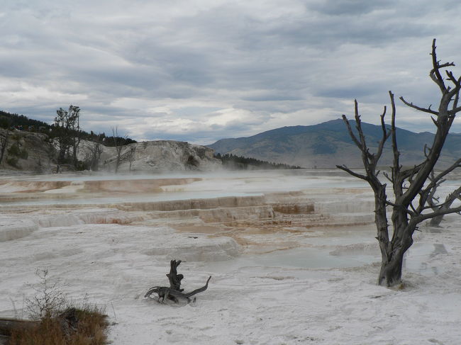 イエローストーンの北半分のツアーに参加しました。<br />http://www.yellowstonevacations.com/tours/buffalobustours.htm<br /><br /> 2日間のツアーで公園入場料と税金を含んで114ドルでした。良心的です。今回は8時15分出発で5時まで観光しました。<br /> 反時計回りで観光し、まずギボン滝、キャニオン、アッパー・フォール、高い山を越えて、タワー滝、マンモスで昼食をして、マンモスのテラス・マウンテン、温泉をいくつか見て、動物も見て観光しました。